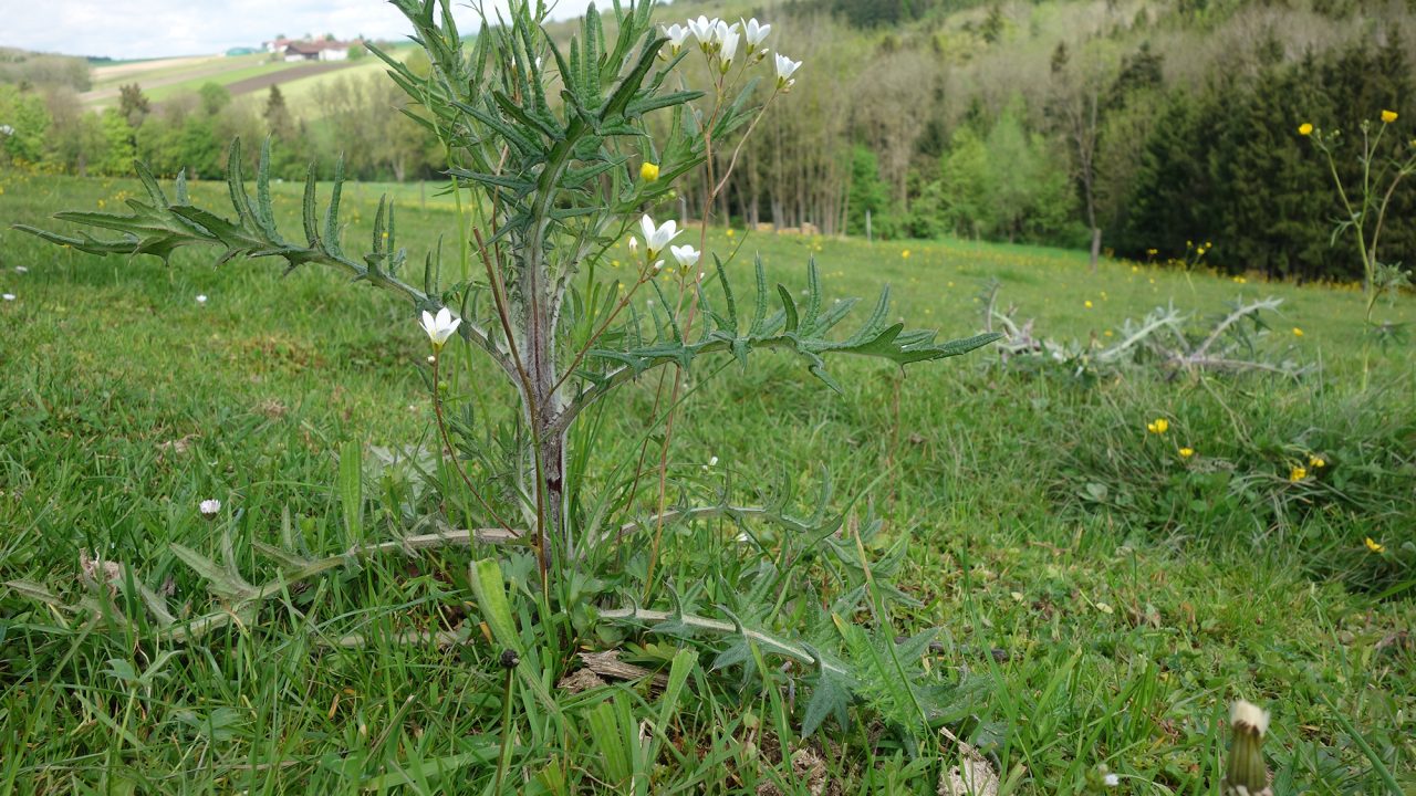 Distel beschützt Blume vor Kuhmaul.